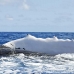whale_humpback_h_00453_dom2501.jpg